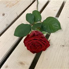        Single Red Naomi Rose
