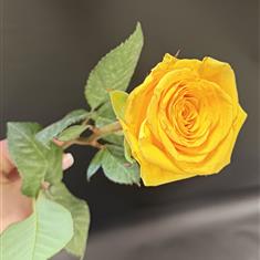       Single Coloured Rose