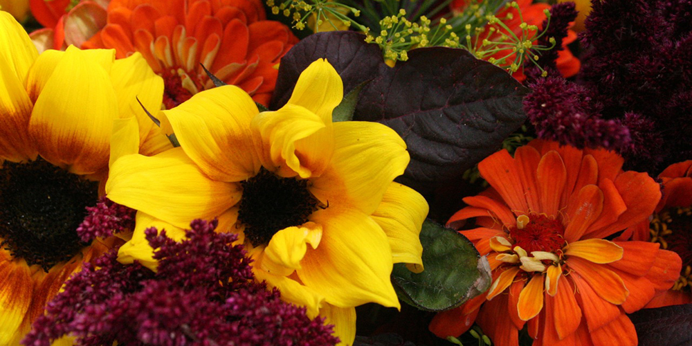 Flowers by Samantha Jane