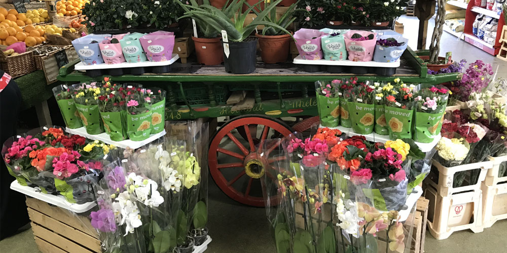 Flowers by Samantha Jane